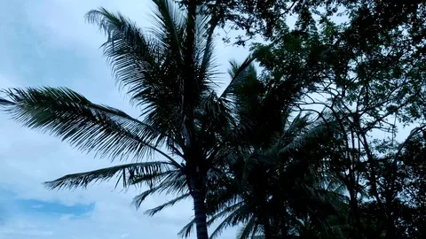 Coconut tree tight Stock Footage 126558056
