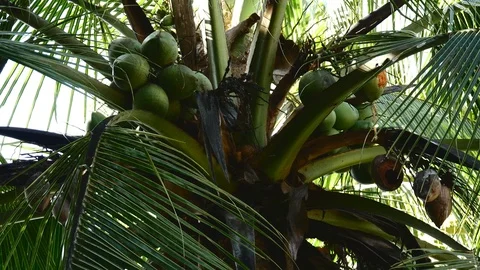 Coconut tree tight Stock Footage 126658560
