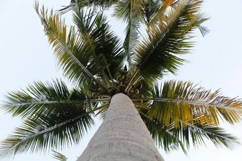 Coconut tree top view Foto stock