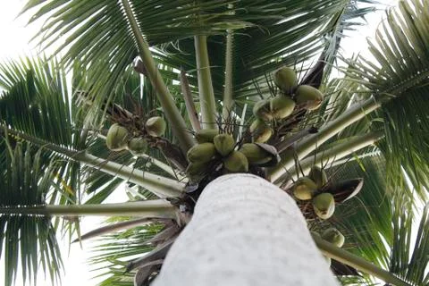 Coconut tree top view Foto stock