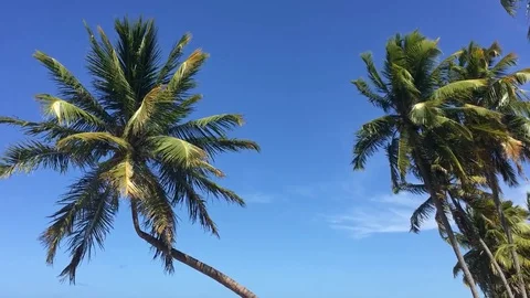 Coconut tree top on windy day under blue sky Видео 128997210