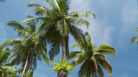 Coconut tree tops in the wind against blue sky Video stock 524994