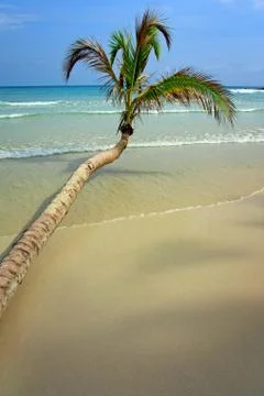 Coconut tree on tropical beach Stock Photos