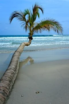 Coconut tree on tropical beach Stock Photos