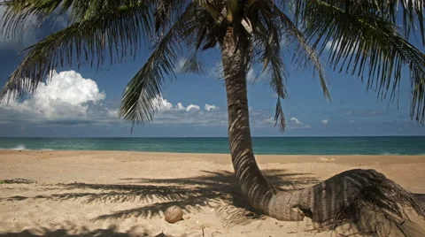 Coconut Tree on Tropical Beach Timelapse Stock Footage 60005229