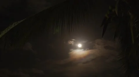 Coconut Tree. Tropical Night. Speed up. Thailand. 스톡 동영상 40339328