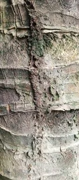 Coconut tree trunk with an ant Stock Photos