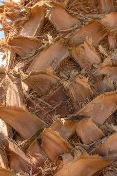 Coconut tree trunk as background 1 Stock Photos