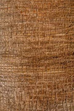Coconut tree trunk as background 2 Stock Photos