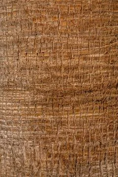 Coconut tree trunk as background 2 coconut tree trunk as background 2 Copy... Foto stock