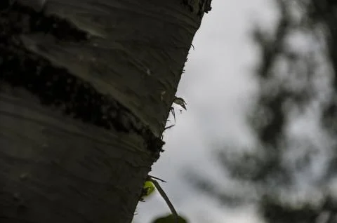 Coconut tree trunk in the forest, closeup of photo Stock Photos