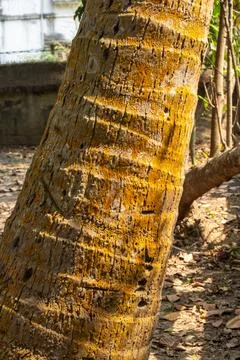 Coconut tree trunk highlighting textured Bark Stock Photos