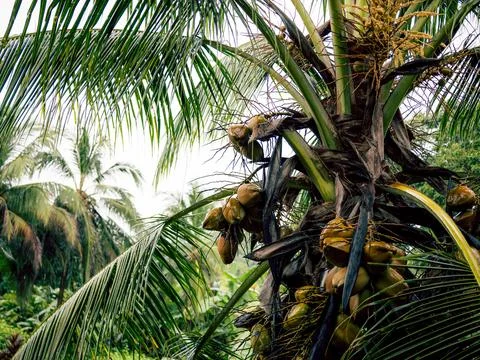 Coconut tree trunk with rough bark Stock Photos