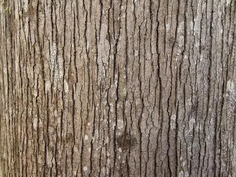 Coconut tree trunk texture Foto stock