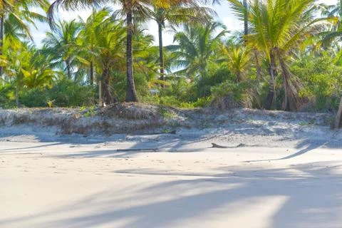 Coconut tree trunks on the beach day Stock Photos