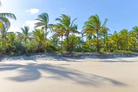 Coconut tree trunks on the beach day Stock Photos