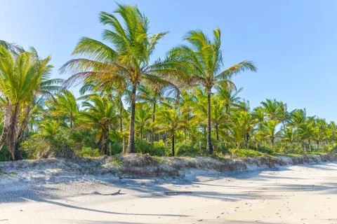 Coconut tree trunks on the beach day 스톡 사진