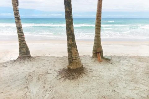 Coconut tree trunks on the beach day Stock Photos