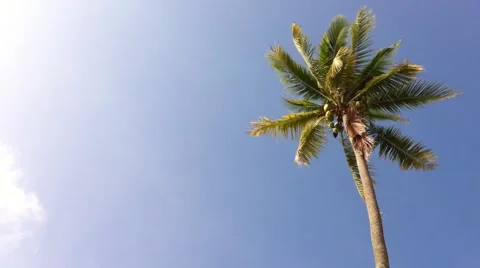 Coconut Tree Under Blue Sky And Morning Sun, loop Stock Footage 41319274