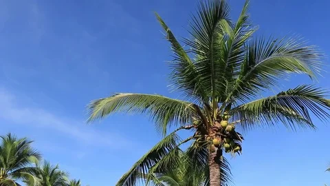Coconut tree under the blue sky moving along the wind with space copyspace lo Stock Footage 84104079