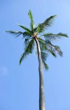 Coconut tree under blue sky Stock Photos
