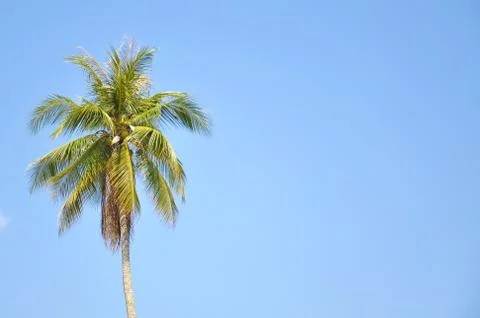 Coconut Tree Under Blue Sky  With Copy Space Area Foto stock