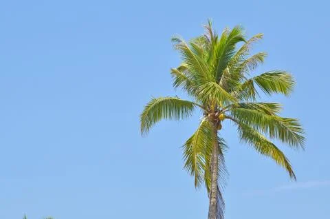 Coconut Tree Under Blue Sky With Copy Space Area. Stock Photos