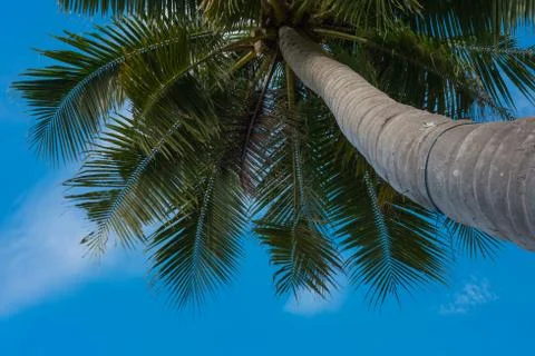 Coconut tree under blue sky Stock Photos