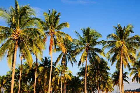 Coconut tree under blue sky Stock-Fotos