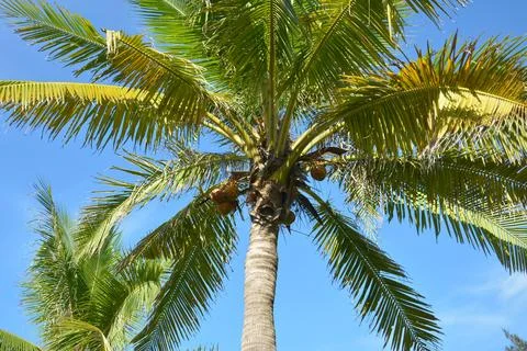 Coconut tree under blue sky in sunny afternoon in the park Stock Photos