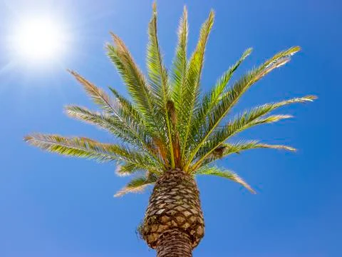 Coconut tree under the wind, blue sky Stock Photos