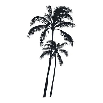 Coconut tree vector silhouette 스톡 일러스트