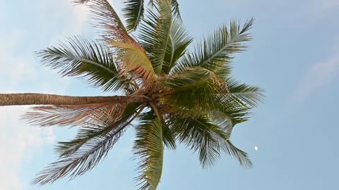 Coconut tree on vertical video Video stock 295468338