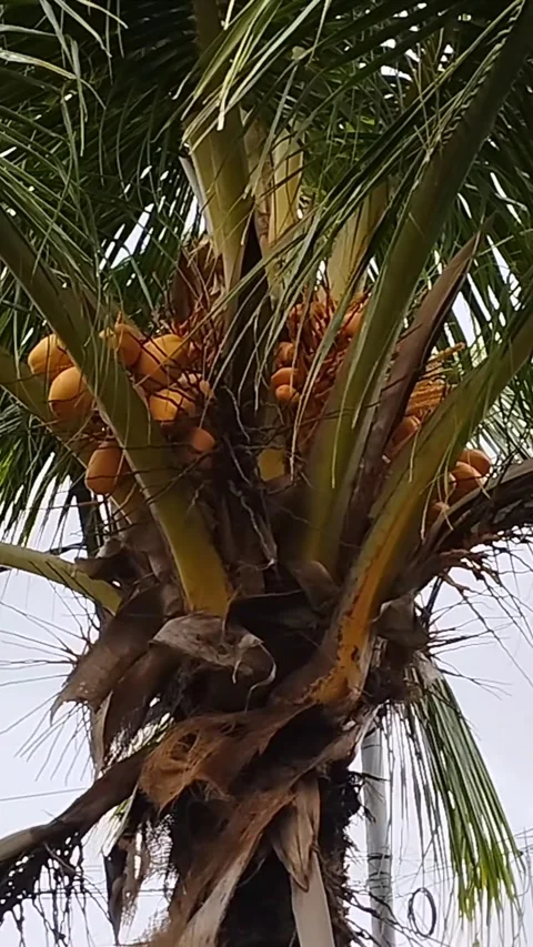 Coconut tree video complete with yellow coconuts Stock Footage 228806766
