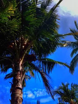 Coconut Tree View Against Clear Blue Sky Stock Photos