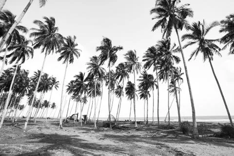 Coconut tree view in black and white with vintage effect. Stock Photos