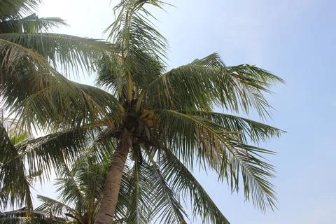Coconut tree viewed from bellow Stock Photos