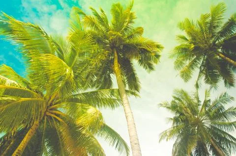 Coconut tree Vintage Foto stock