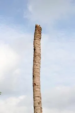 Coconut tree was struck by lightning. Stock Photos