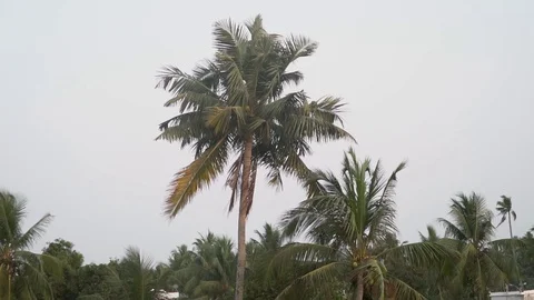Coconut tree while wind blowing with birds on the palm leaf storm tornado Stock Footage 107809327