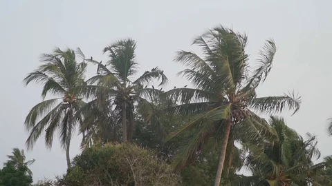 Coconut tree while wind blowing with birds on the palm leafs storm tornado Video stock 107809502