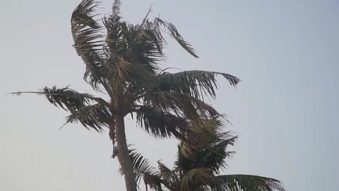 Coconut tree while wind blowing with the palm leafs greenary storm tornado Video stock 107878086