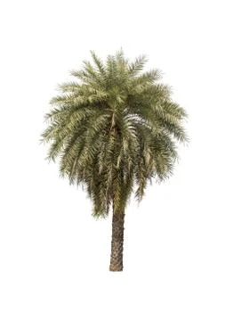 Coconut tree on white background, Isolated Stock Photos