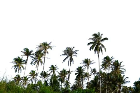 Coconut Tree white Stock Photos