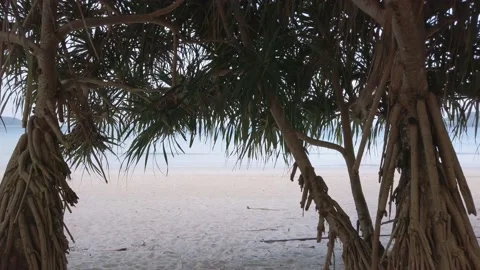 Coconut tree with white sand beach and clear blue sky Stock Footage 148035981