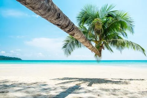 Coconut tree at the white sand beach and aqua sea water Stock Photos
