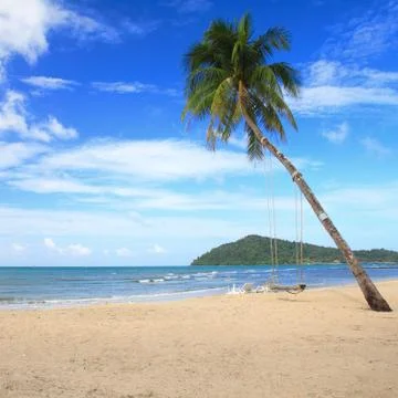 Coconut tree on a white sand Stock Photos