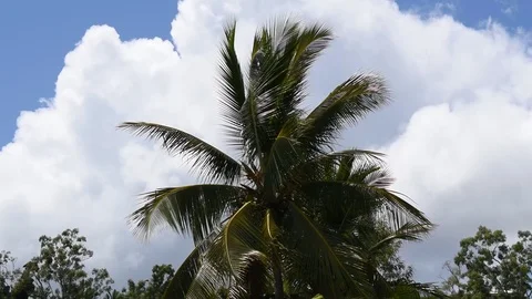 Coconut tree in the wind with clouds Stock Footage 104888960
