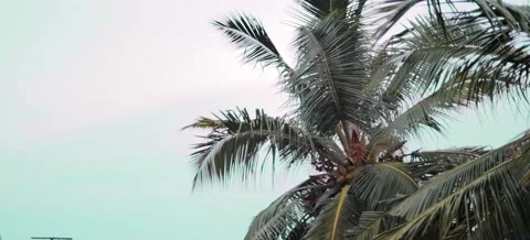 Coconut tree with wind Stock Footage 130501615