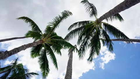 Coconut Tree In The Wind Stock Footage 305124227